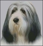 (image for) Bearded Collie (No Background)